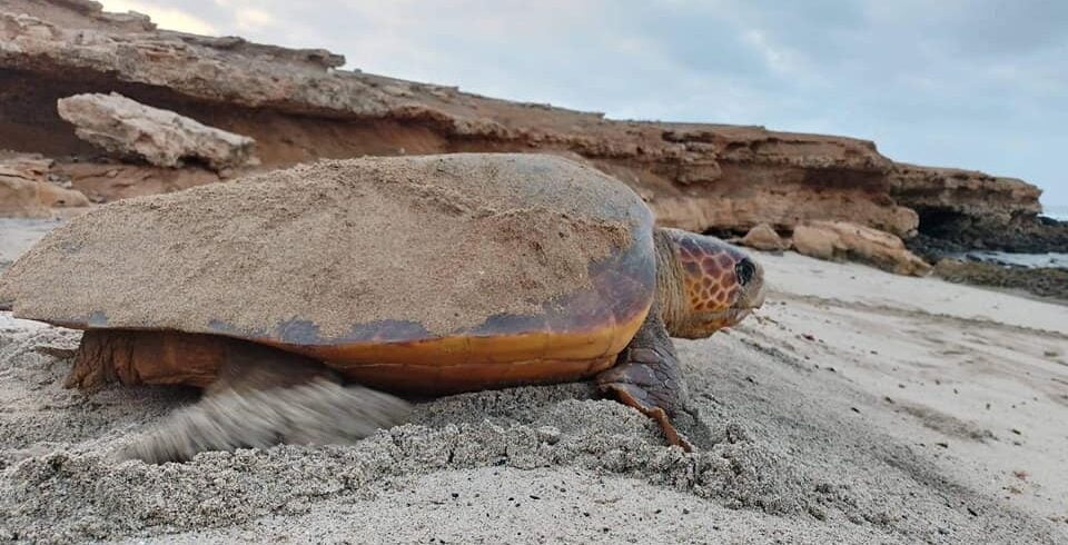 Tartaruga na Praia de Mar